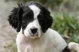 SETTER ANGLAIS 267